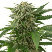 Bubba Kush Auto Fem