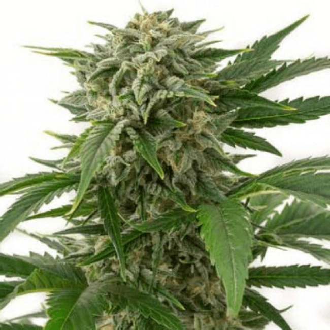 Семена конопли Bubba Kush Auto Fem