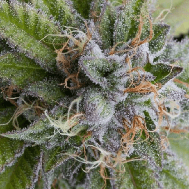 Семена конопли Bubba Kush Auto Fem