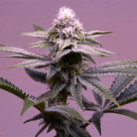 Auto Gonzales Fem