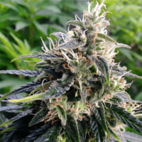 Auto Northern Light Fem 