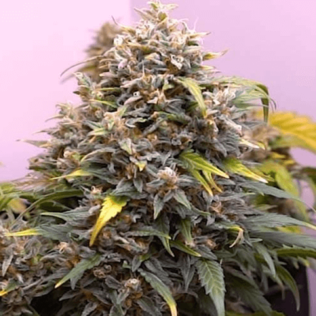 Seeds Auto Northern Light Fem 