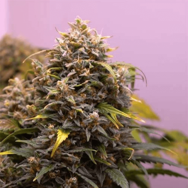 Seeds Auto Northern Light Fem 