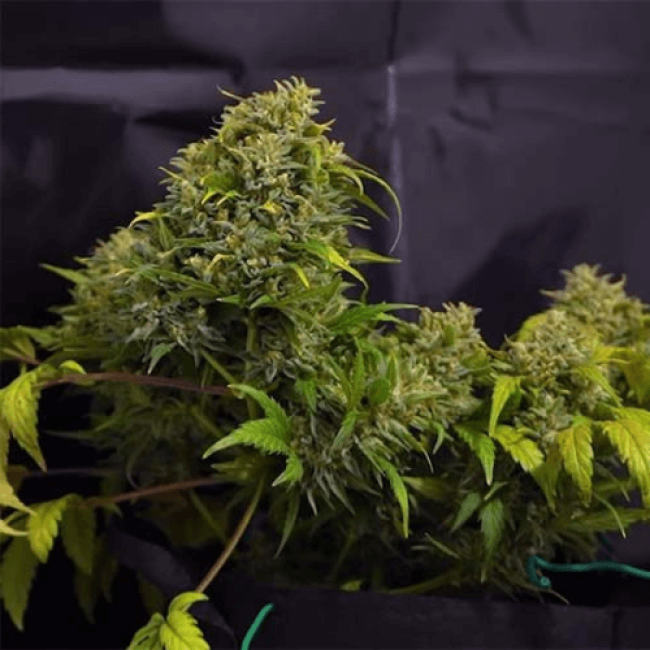Seeds Auto Northern Light Fem 