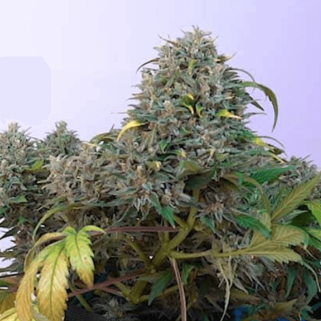 Seeds Auto Northern Light Fem 