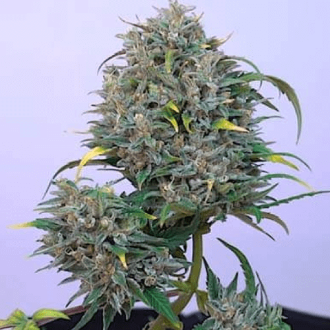 Seeds Auto Northern Light Fem 