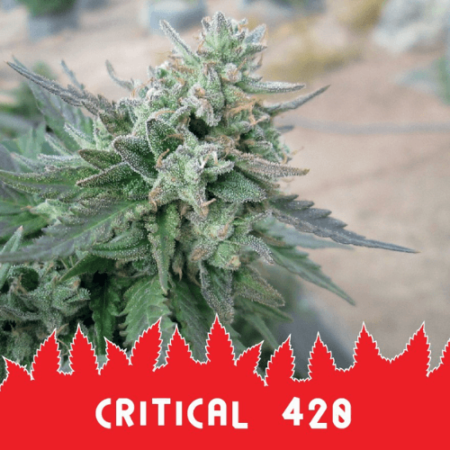 Семена марихуаны Critical 420