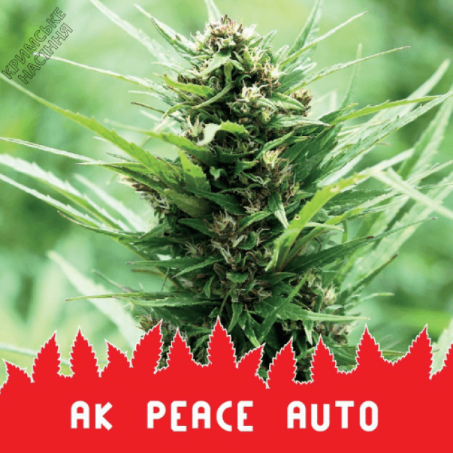 Семена конопли AK PEACE AUTO Семена конопли AK PEACE AUTO