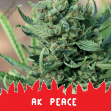 Семена конопли AK PEACE  
