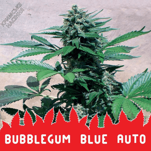 Семена каннабиса Auto Bubblegum Blue