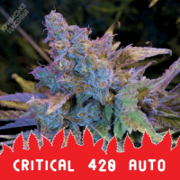 CRITICAL 420 AUTO