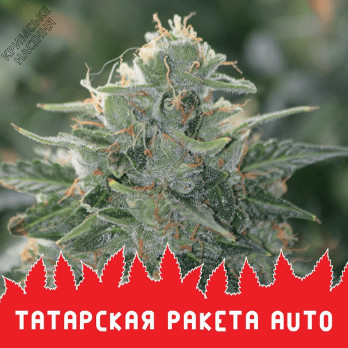 Семена конопли Auto Татарская ракета