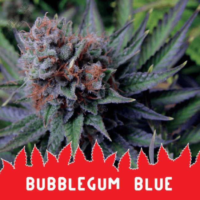 Насіння конопель BUBBLEGUM BLUE Насіння конопель BUBBLEGUM BLUE