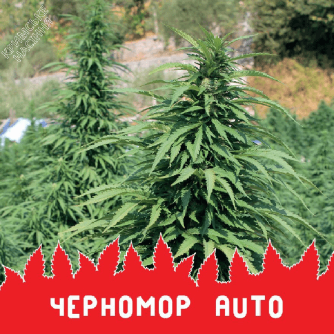 Насіння конопель ЧОРНОМОР Насіння конопель ЧОРНОМОР