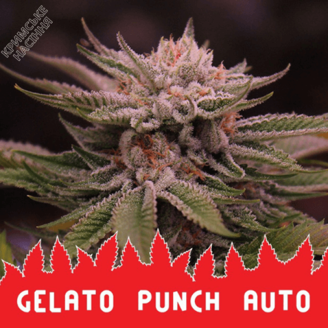 Семена конопли Gelato Punch AUTO Семена конопли Gelato Punch AUTO