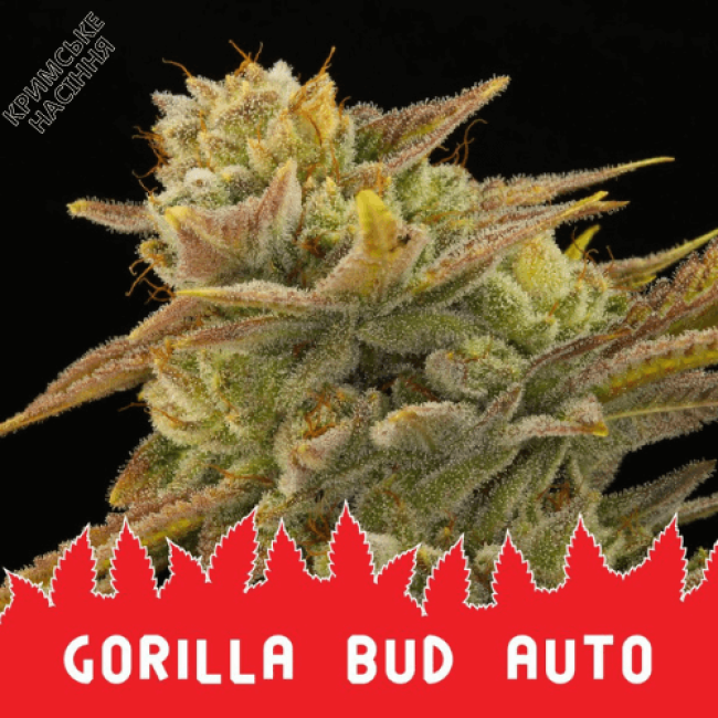 Семена конопли Gorilla bud AUTO
