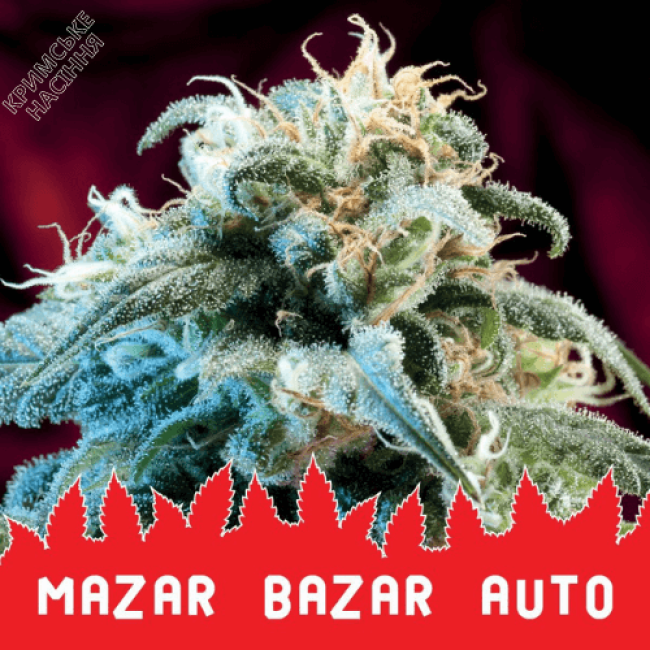 Семена конопли MAZAR BAZAR AUTO Семена конопли MAZAR BAZAR AUTO