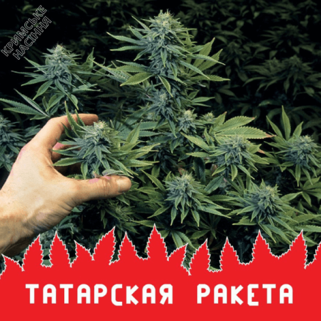 Семена конопли ТАТАРСКАЯ РАКЕТА  