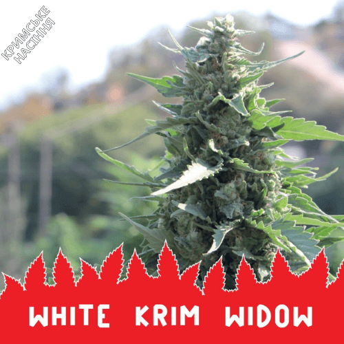 Семена конопли WHITE KRIM WIDOW  