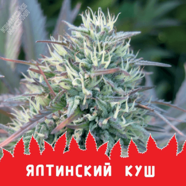 YALTA KUSH YALTA KUSH