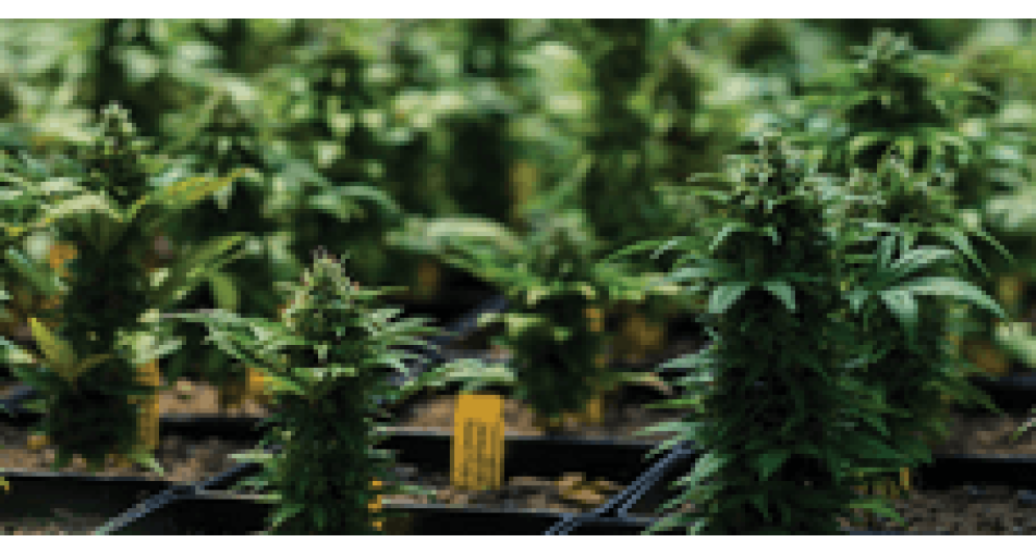 5 interesting facts about autoflowering cannabis