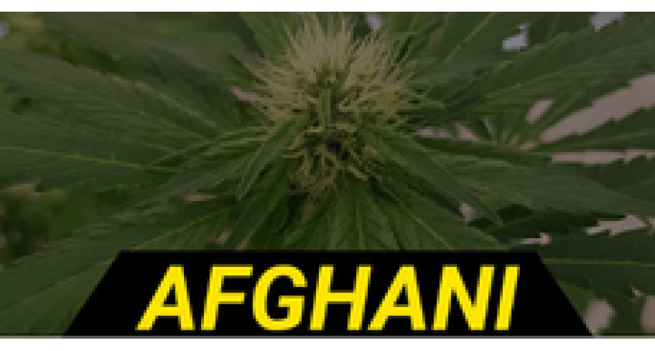 Afghan varieties of marijuana