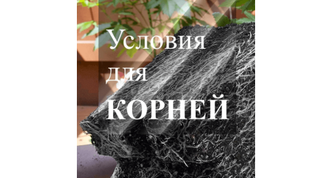 Что нужно знать гроверам о корнях марихуаны