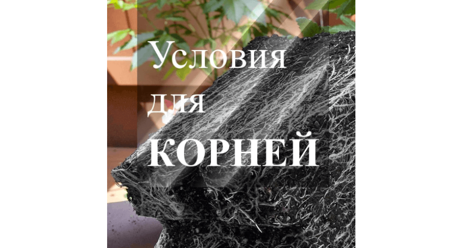 Что нужно знать гроверам о корнях марихуаны