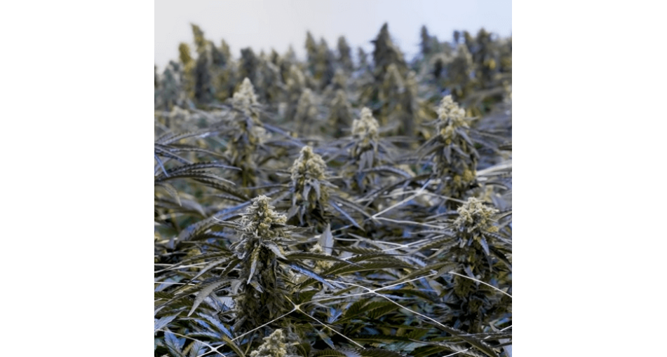 Euphoric marijuana strains - news emoticon