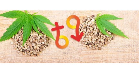 9 фактів про фемінізоване насіння коноплі