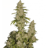 Photoperiod feminized cannabis seeds: features, differences, advantages