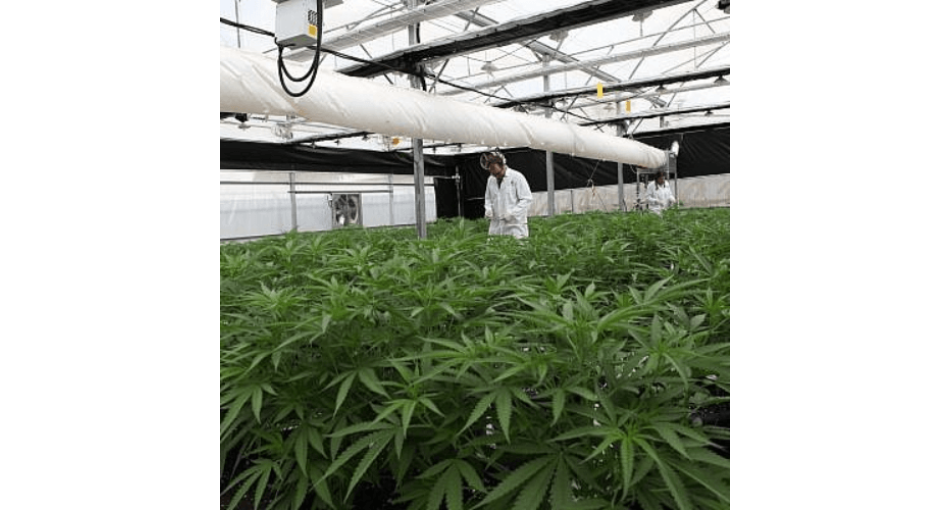 Israel will grow marijuana on an industrial scale