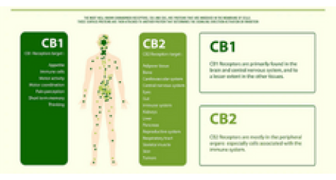 Cannabinoid system