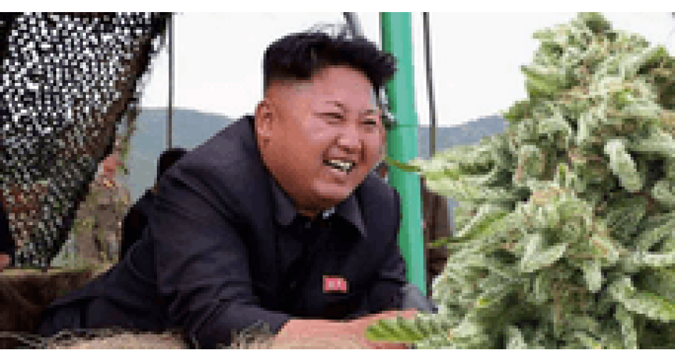 North Korea and marijuana
