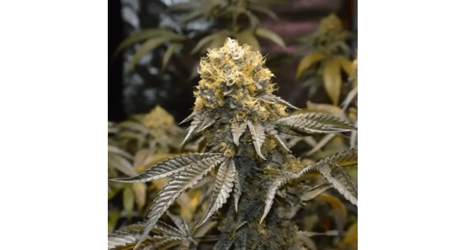 The best varieties of marijuana