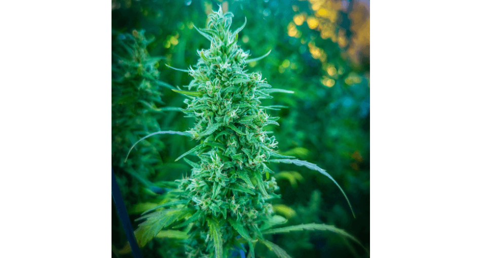 Hemp seeds from Kazakhstan