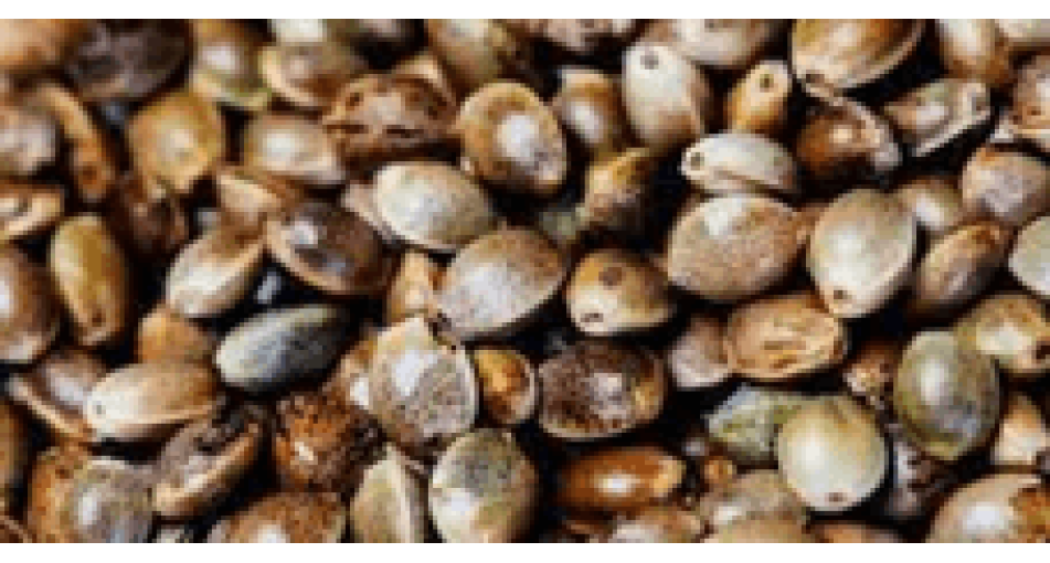 Marijuana seeds against female diseases