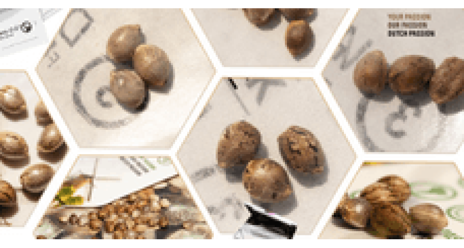 Marijuana seeds from Holland - the most popular varieties