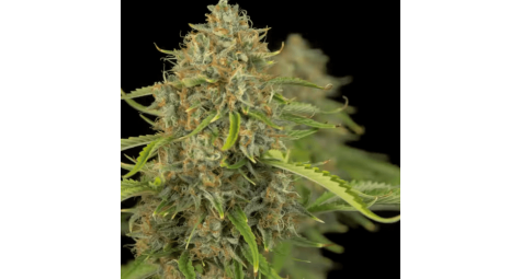 Новое поступления семян Big Devil Auto Fem