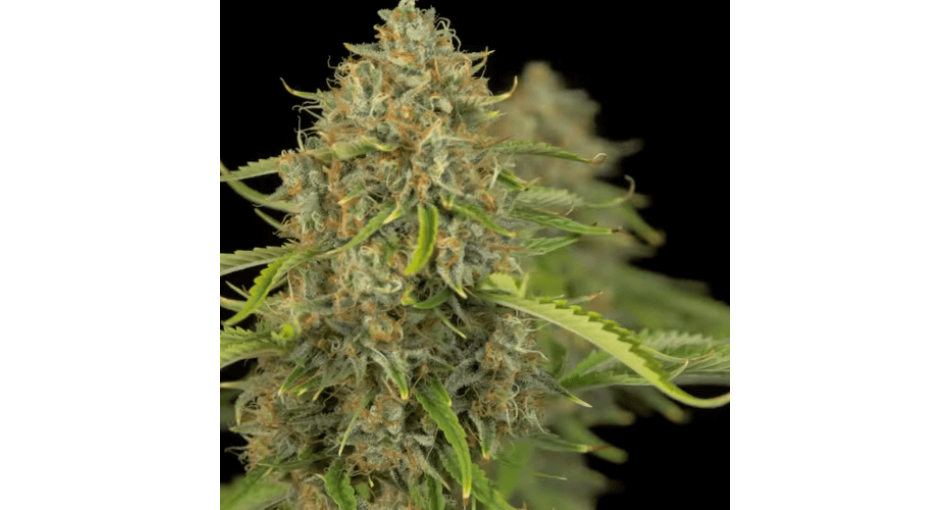 Нове надходження насіння Big Devil Auto Fem 