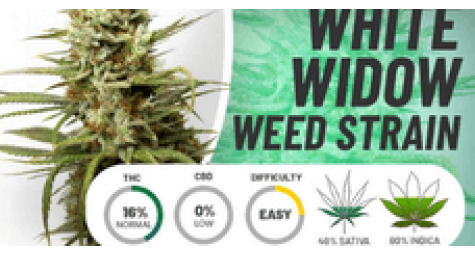 Особенности сорта конопли Белая Вдова (White Widow)