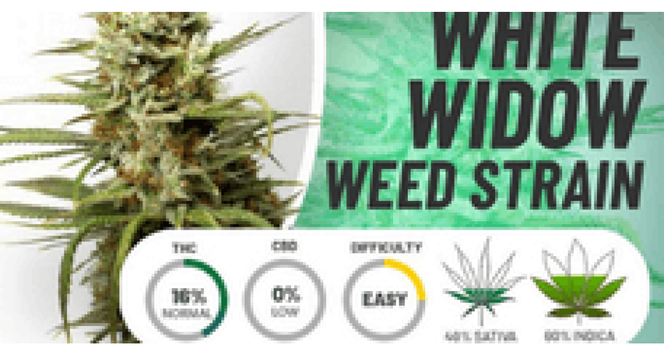 Особенности сорта конопли Белая Вдова (White Widow)