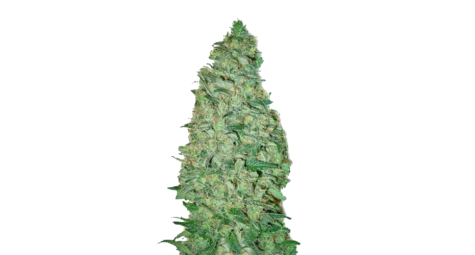 Evolution of Skunk Genetics