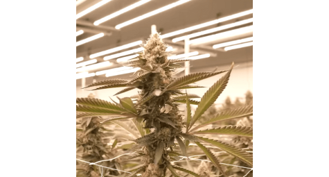 Стабильная классика Northern Light Auto