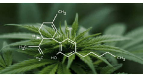 What is the maximum percentage of THC that can be in hemp?