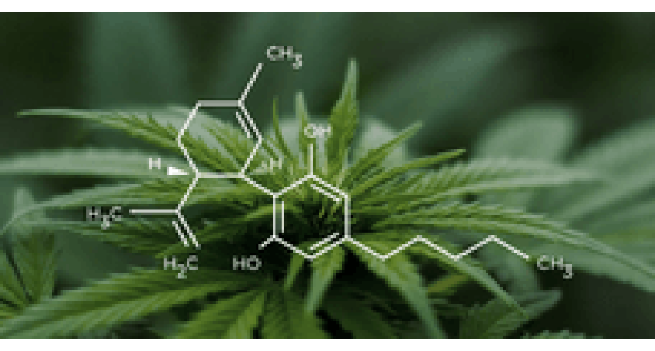 What is the maximum percentage of THC that can be in hemp?