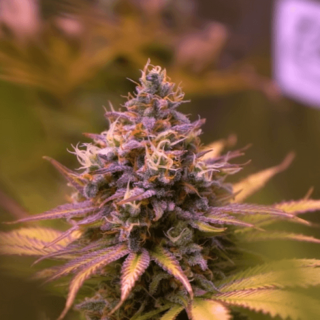 Семена каннабиса Auto Blue Dream Feminised Семена каннабиса Auto Blue Dream Feminised