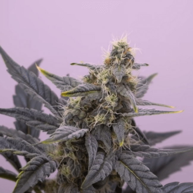 Семена каннабиса Auto Blue Dream Feminised