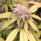 Auto Blueberry Feminised