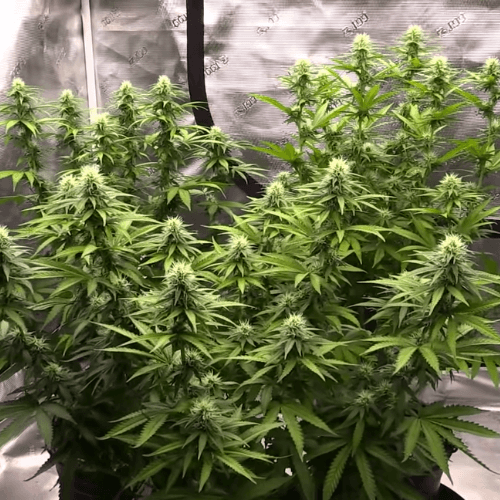 Girl Scout Cookies Auto Feminised